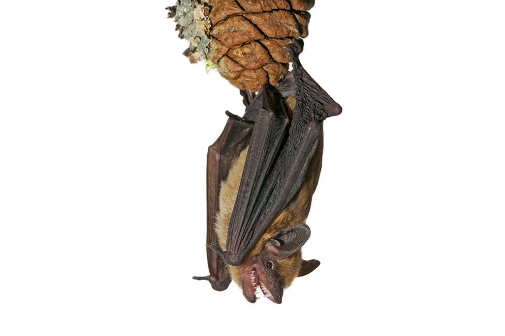 Bat Upside Down