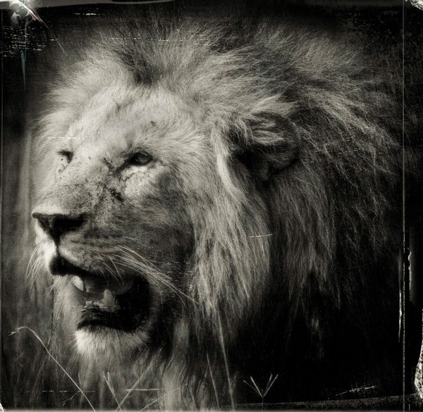 An aged lion in the Kenyan Bush 2023 thumbnail