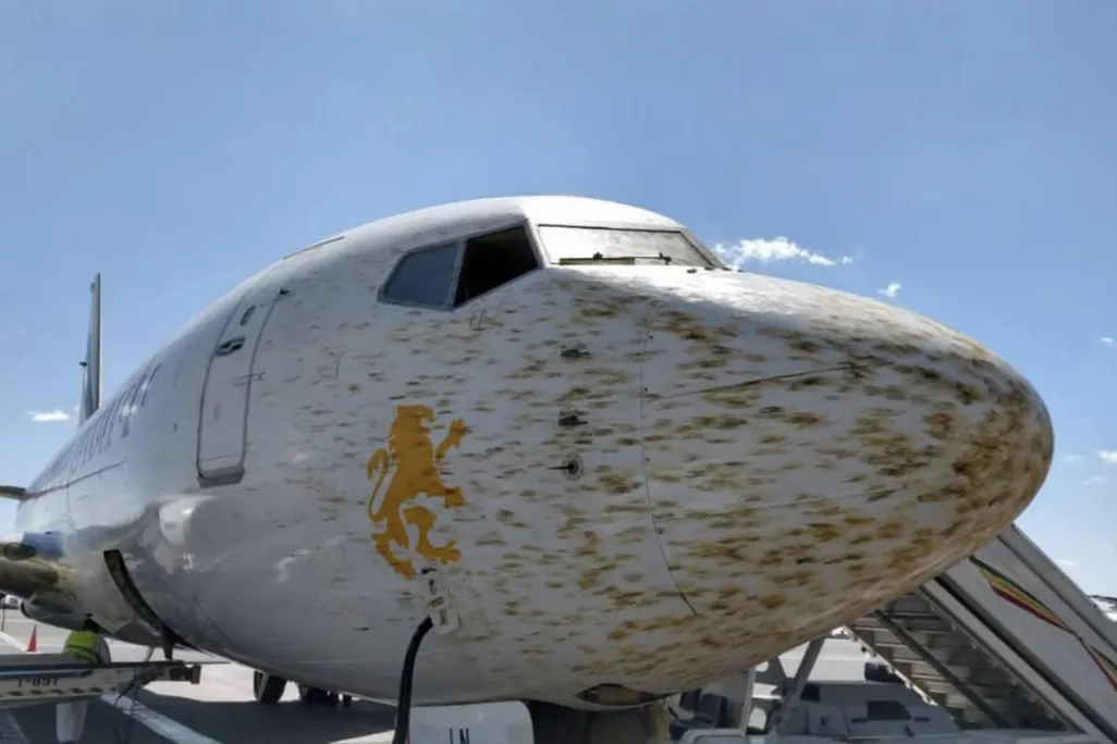 plane with nose covered with locusts
