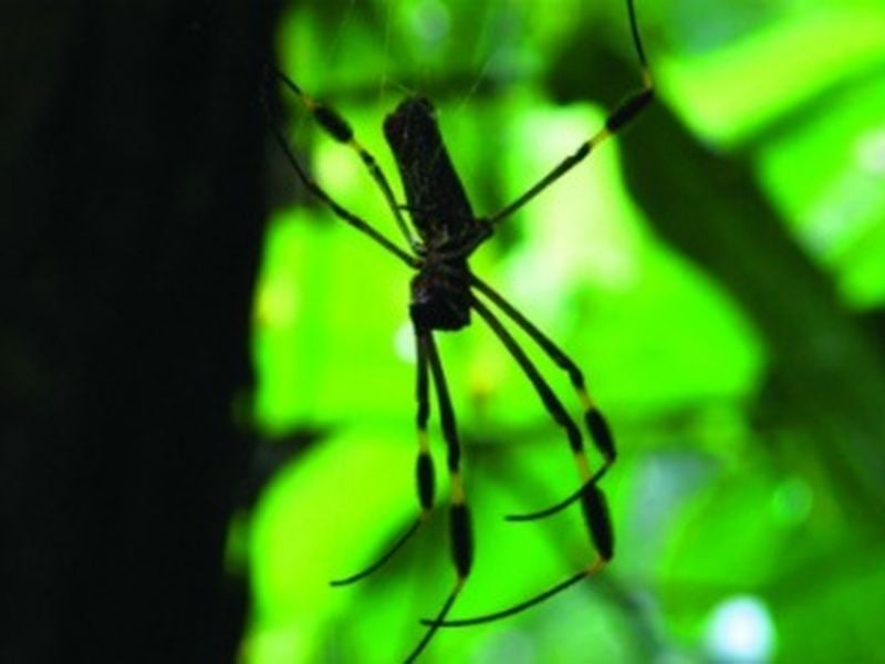 Unique spiders 🕷️ - Proof of Brain