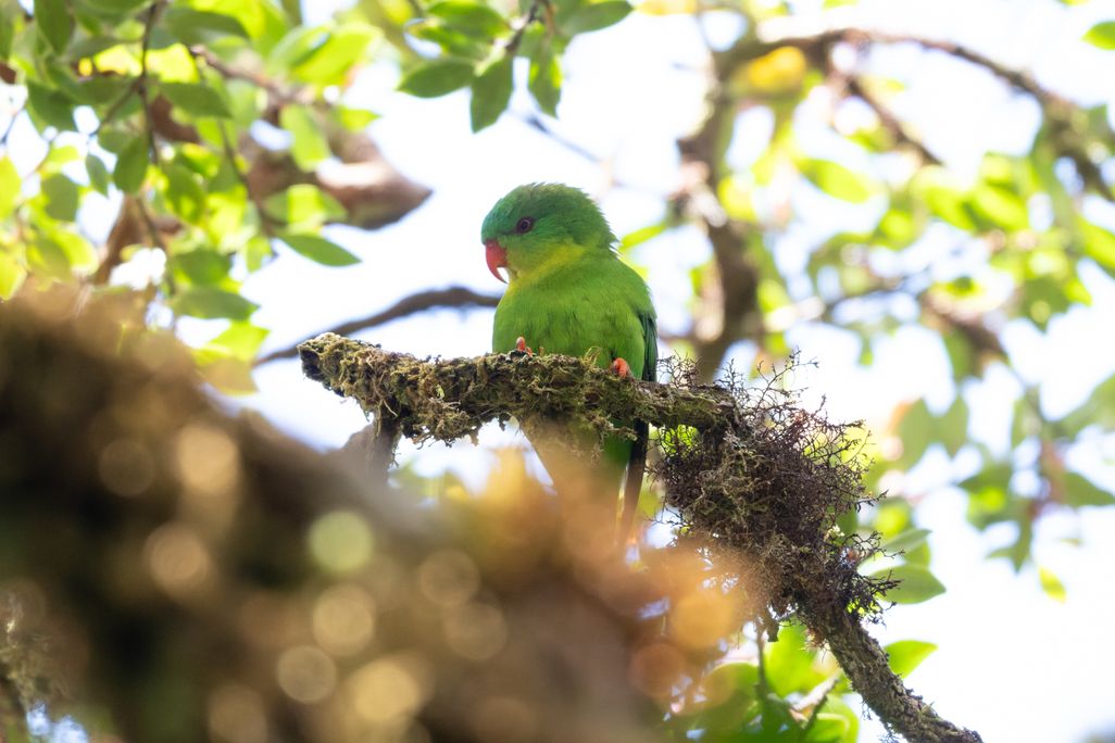A green parrot sitting in some foliage