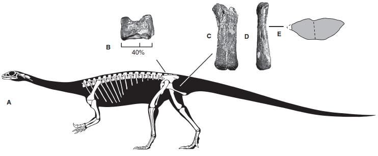 20110520083257anchisaurus-skeleton.jpg