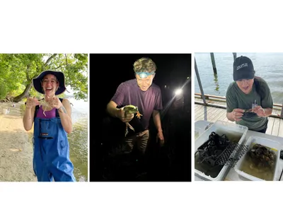 a collage of four images of educators; one is holding a blue crab, one is holding a bullfrog at night, one is taking a picture of an oyster basket, one is holding a crab with large plastic tweezers by the side of a river