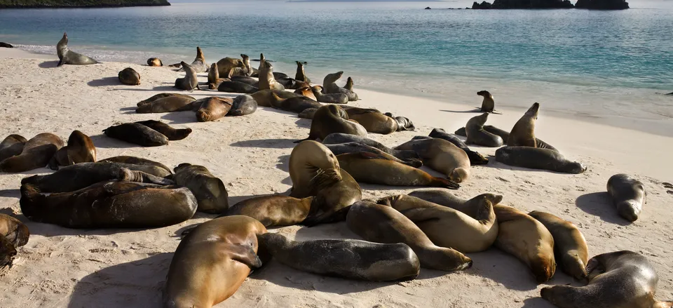  Seals basking on the beach 