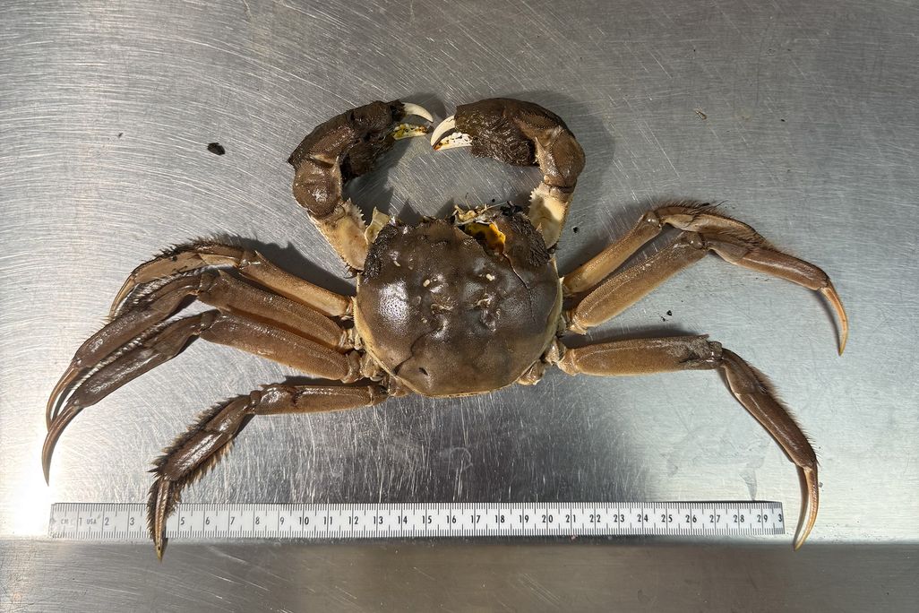 Large crab on stainless steel table