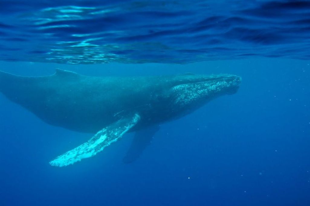 a humpback whale under water