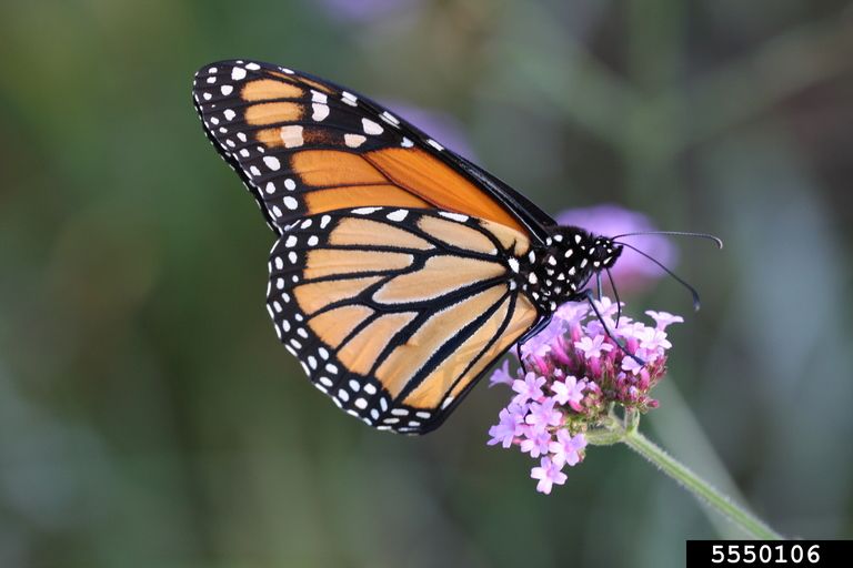 A  monarch butterfly sits on a purple flower