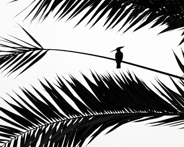 Common Hoopoe thumbnail