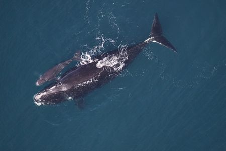 A mother right whale and her calf. 
