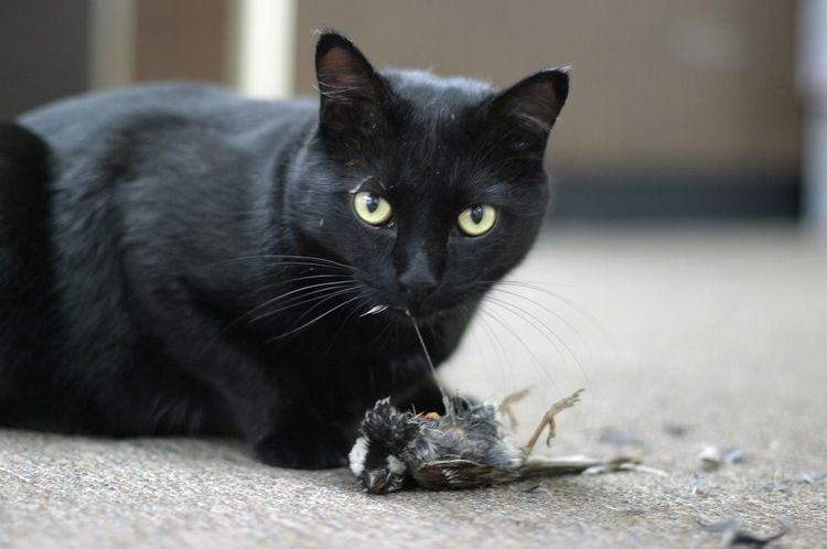 Cat eating prey