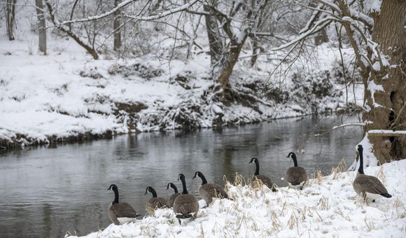 Wide shot of snowy forest and a line of seven Canadian geese on the shore of a stream.