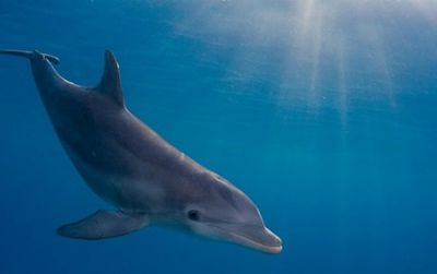 Bottlenose dolphins are good swimmers