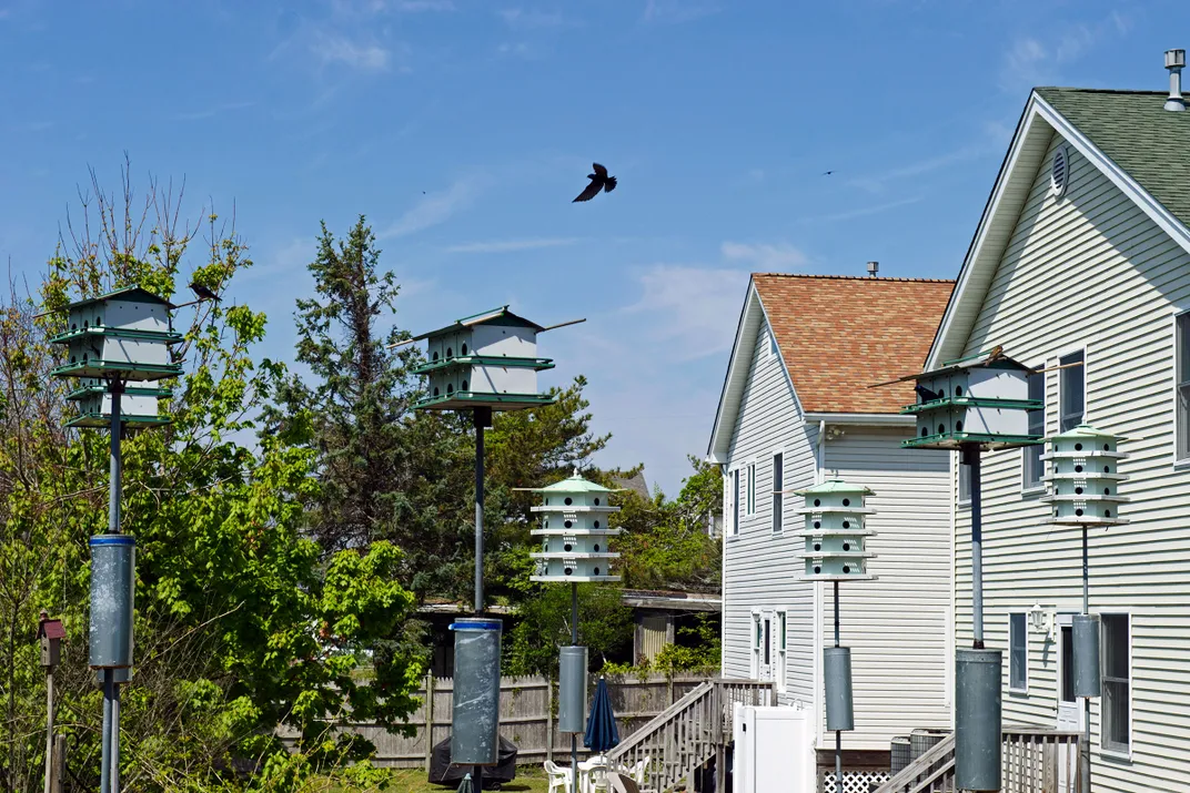 purple martins fly among condo-style nest boxes behind suburban homes