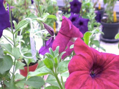 Revolution Bioengineering is working to genetically engineer petunias that continuously change from pink to blue and back again.