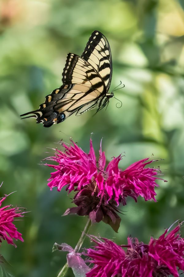 Easter Tiger Swallowtail flight thumbnail