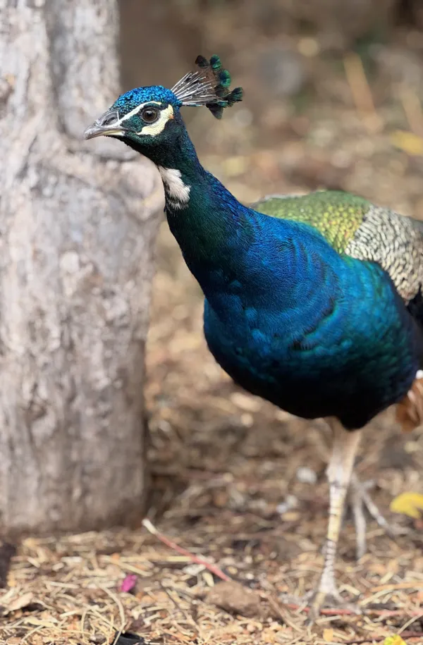 Peacock in Hawaii thumbnail