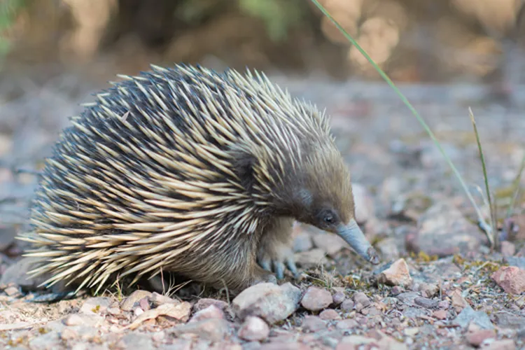 mobile echidna