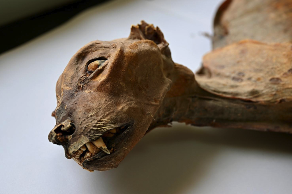 closeup of mummified cheetah's head