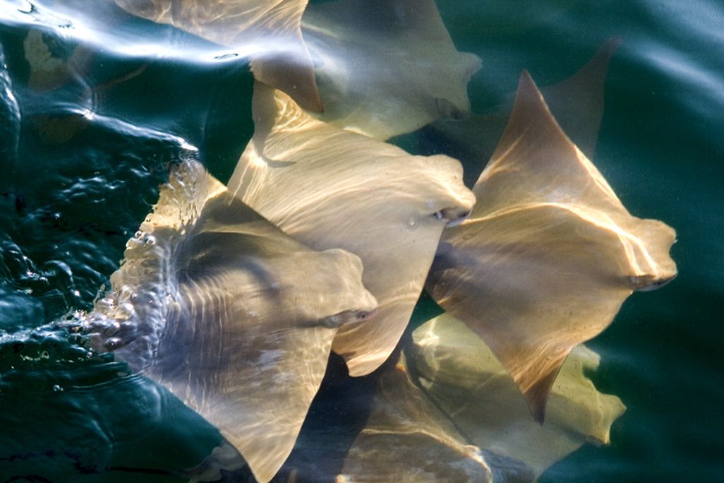 Cownose Rays