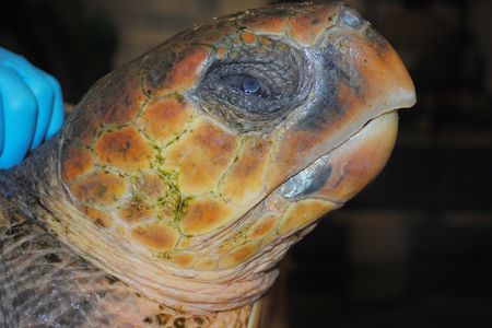 This loggerhead sea turtle was the 746th rescued last winter and brought to the New England Aquarium. The aquarium normally treats about 90 hypothermic sea turtles each season.