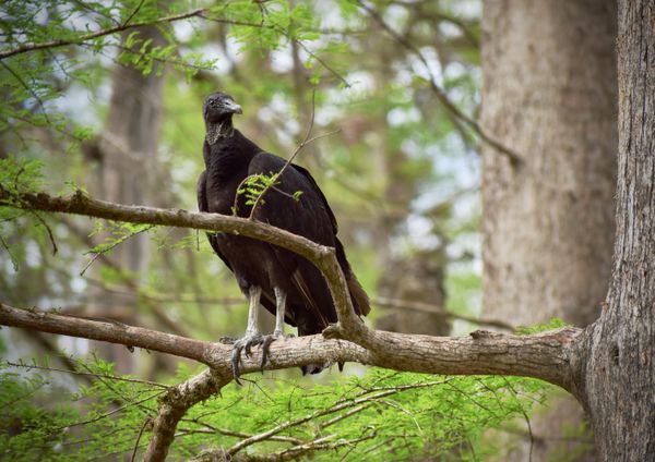 Vulture at Manatee Springs thumbnail