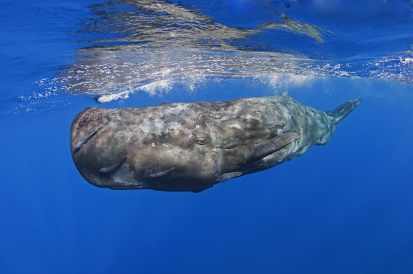 Enigma, Young male sperm whale thumbnail