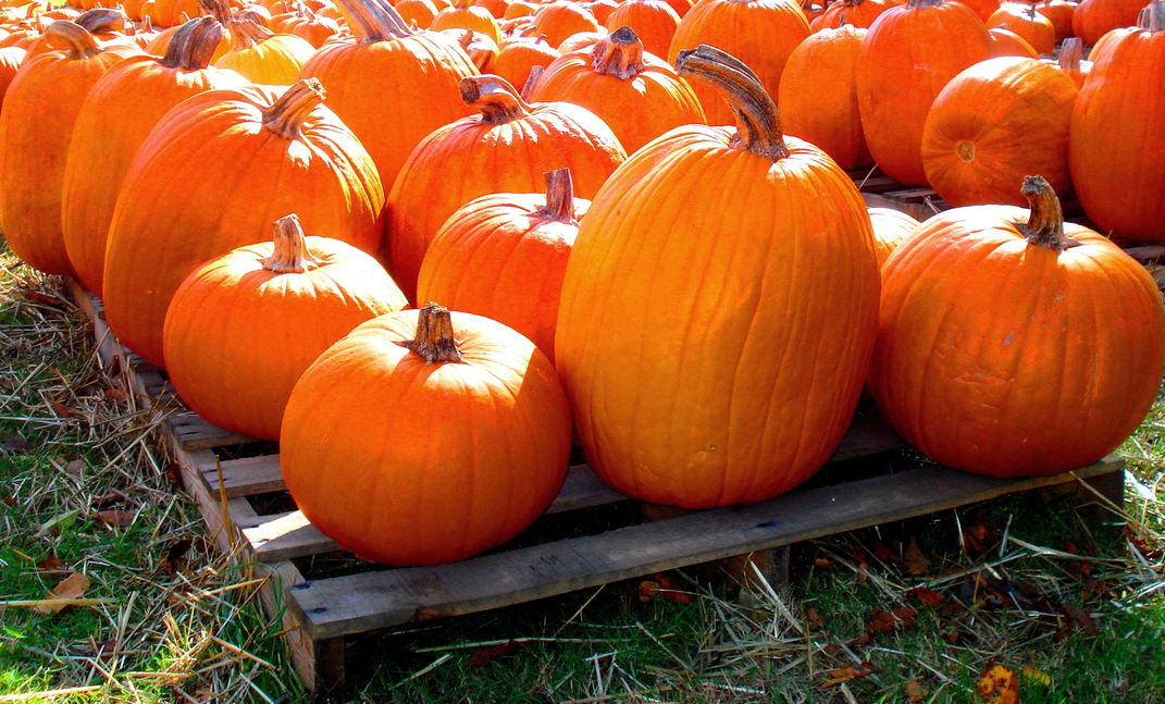 Jonesboro, Georgia's Autumn Pumpkin Patch | Smithsonian Photo Contest ...