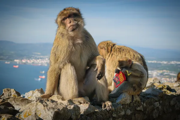 Macaques resting in Gibraltar thumbnail