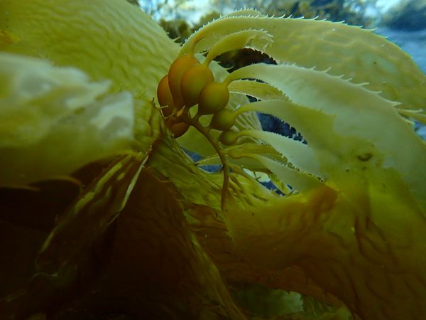 Giant Kelp thumbnail