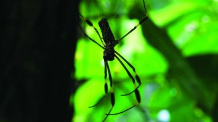 Nephila clavipes, a tropical spider, is big enough that it can keep all its brains in its body rather than in its legs