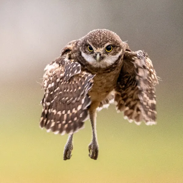 You can't see me thumbnail