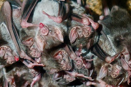 Vampire bats, a highly social species, will continue interacting with each other even when they're feeling sick.