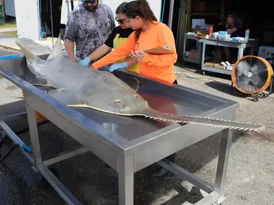 Wildlife biologists are trying to figure out what&#39;s killing smalltooth sawfish and other species in Florida.
