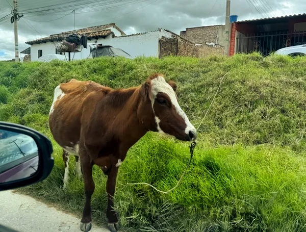 City Cow 9 thumbnail