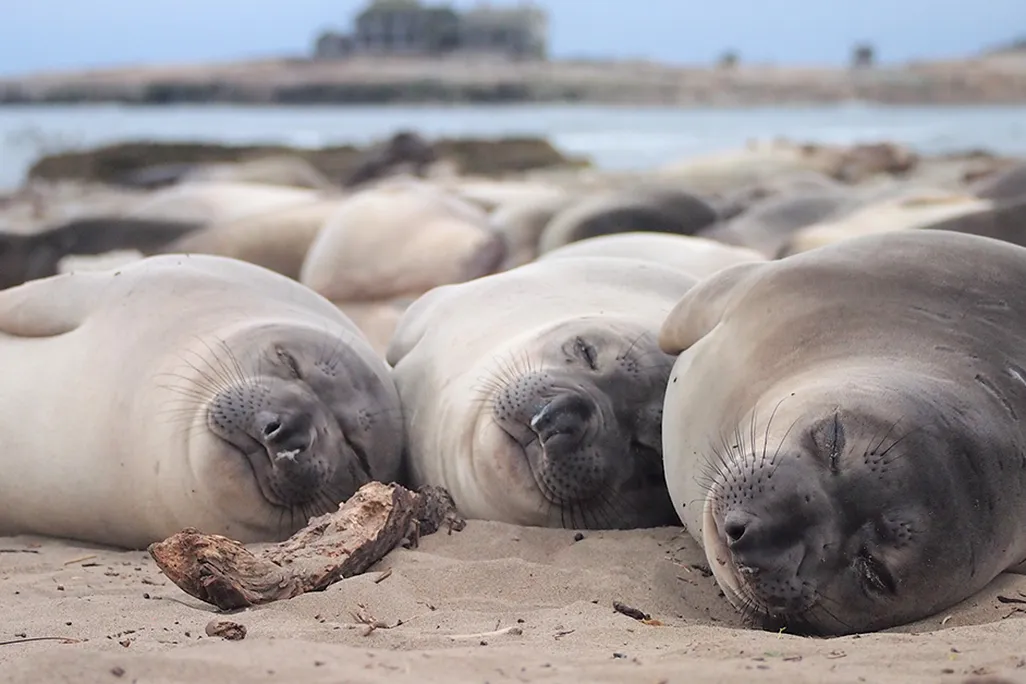 Sleeping Seals on a beach