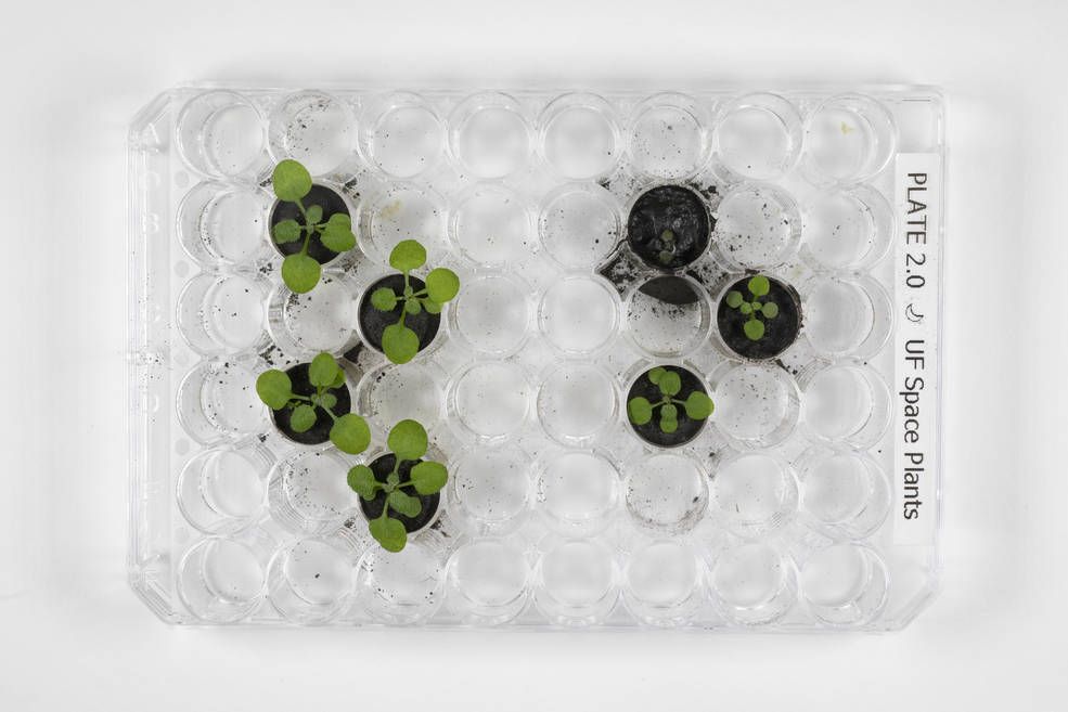 An image of seven small green plants growing in a clear dish.