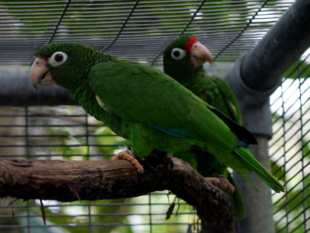 20110520102347PR_Parrots.jpg