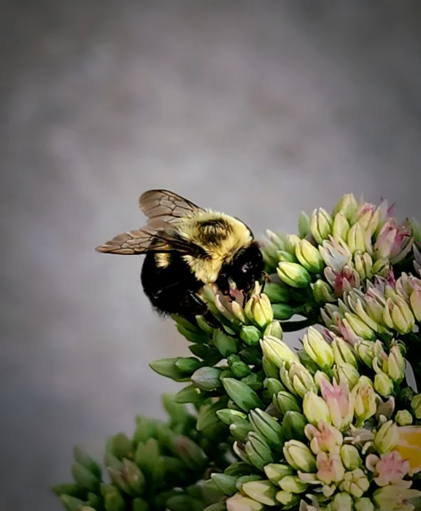 A beautiful fluffy bee with delicate wings on a showy stonecrop flower in my garden thumbnail