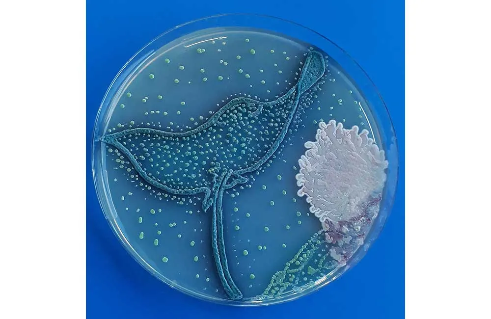 Agar Art Ray