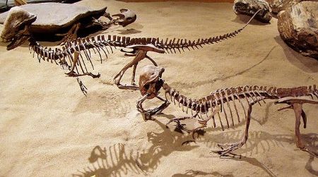 A pair of Stegoceras on display at the Royal Tyrrell Museum, Alberta, Canada.