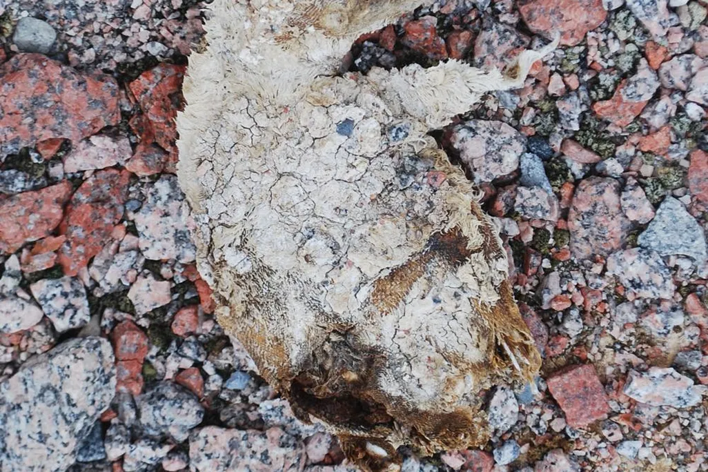 This Adélie penguin chick lived 800 years ago and was preserved in the ice. Its light brown feathers and skin are still intact, and it lays on top of a layer of speckled gray, red, and black rocks.