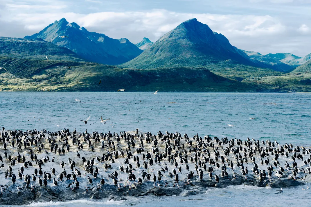 Cormorants along the Beagle Channel