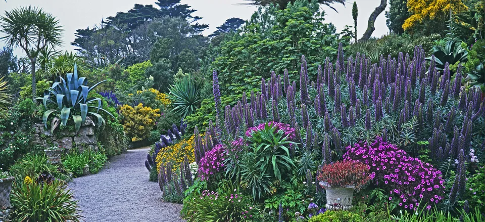  The lush Tresco Abbey Garden, Isle of Scilly, England 