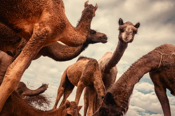 Straight out of a Dream thumbnail