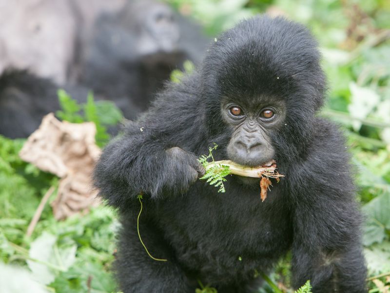 Baby mountain gorilla eating veggies Smithsonian Photo Contest