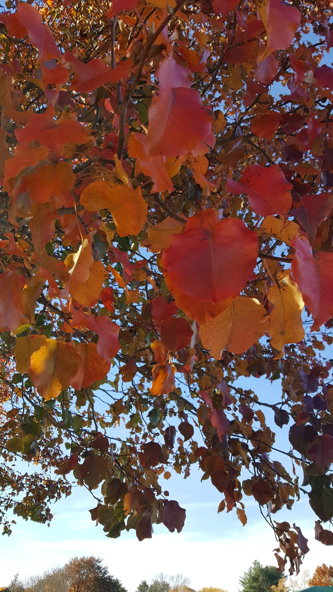 Fall colors on a tree | Smithsonian Photo Contest | Smithsonian Magazine