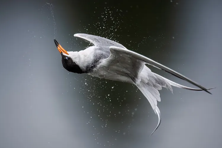 A Forster’s Tern is in the air, its head turned almost 180 degrees so that its bill is pointing almost straight up, and its tail is twisted. The bird’s outstretched wings give the impression the bird is floating upside down. Water droplets appear in a str