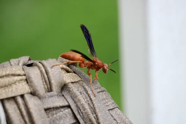 Red paper wasp. thumbnail