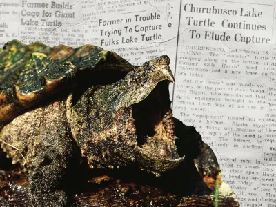 Some historians have suggested the giant turtle reported in 1948 was an alligator snapping turtle, pictured here. Other experts disagree with this theory.