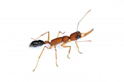The Indian jumping ant (Harpegnathos saltator).

